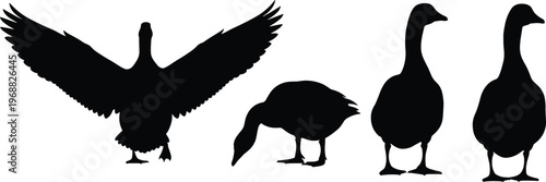 Stylized black silhouettes of geese in natural poses, creative bird illustration, minimal vector artwork concept showing flight, grazing, and standing behavior