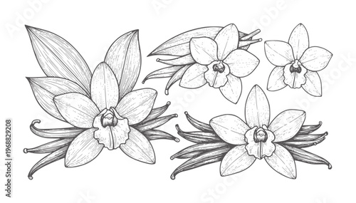 Hand drawn vanilla orchid flowers and pods botanical