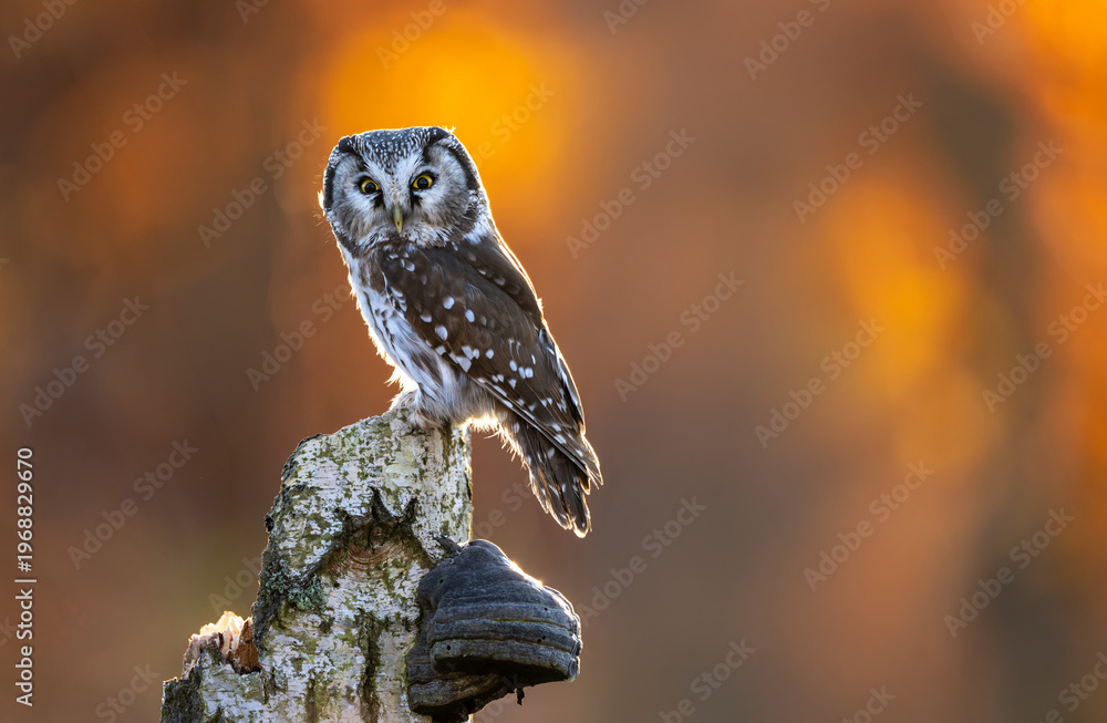 Fototapeta premium Boreal owl ( Aegolius funereus ) close up