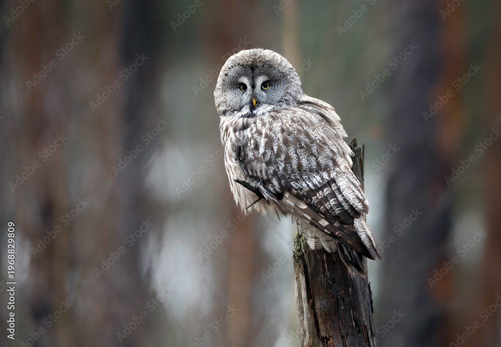 Fototapeta premium Great grey owl ( Strix nebulosa ) close up