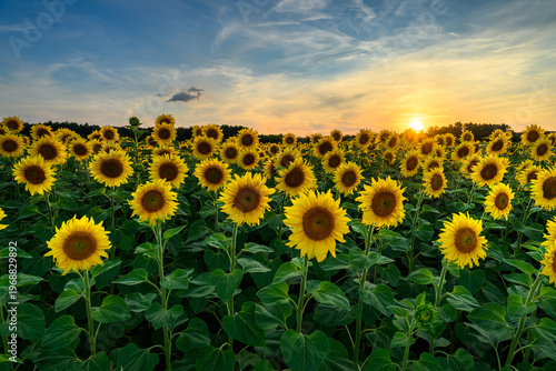 Beautiful sunset over sunflowers field