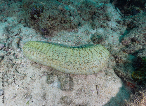 Photography A sea cucumber lying on the sandbed under the sea - photographed while scuba div