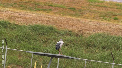 Asian Openbill Stork in the wild, showcasing its distinctive open beak. Perfect for wildlife, birdwatching, biodiversity, and conservation themes.