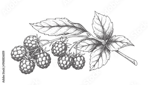 Black and white of raspberries a branch with leaves raspberry fruit leaf vintage