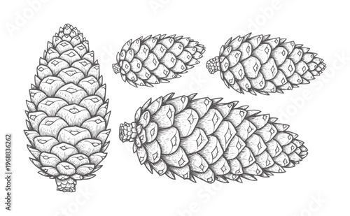 Four pine cones in a vintage engraving style a white pinecone natural nature