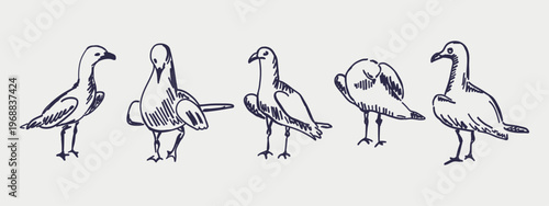 Seagulls hand drawn natural collection