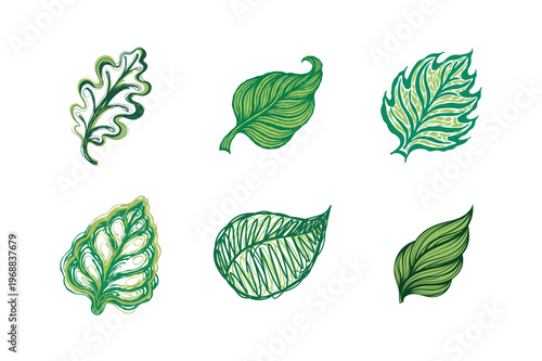 Hand Drawn Organic Green Leaf Sketch Vector Illustration Colleton