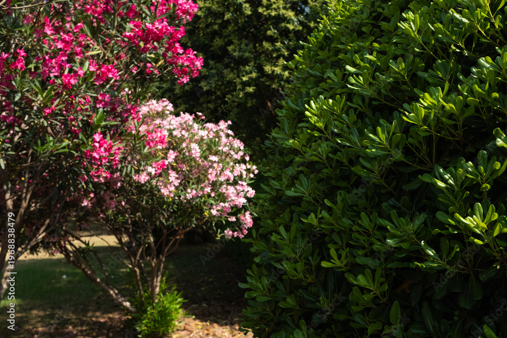 Obraz premium Blooming oleander bush in garden with green hedge, pink flowers, landscaped yard, summer nature scene, ornamental plants, outdoor background with copy space