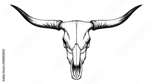 Hand drawn bull skull illustration vector steer skull with large horns for western, boho, rustic, or southwestern design elements