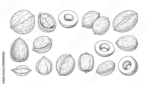 Hand drawn assortment of nuts and seeds in style walnut almond hazelnut