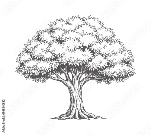 Of a deciduous tree with thick trunk and full canopy nature plant foliage leaves