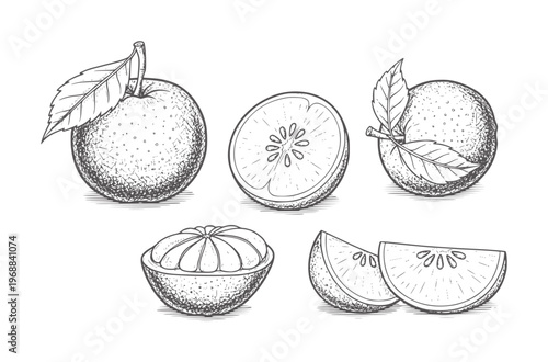 Vintage of whole and sliced oranges with leaves citrus fruit