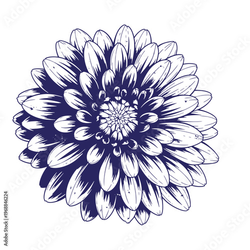 Dark blue ink of a blooming dahlia flower with layered petals and a detailed central disc isolated on a white background