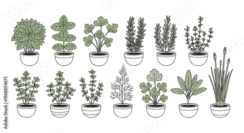 A hand-drawn outline illustration shows various aromatic herbs, including basil, mint, rosemary, thyme, oregano, chives, parsley, dill, and sage, in pots.