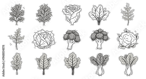 A black and white outline illustration features various leafy greens and brassica vegetables, including cabbage, broccoli, cauliflower, and spinach.