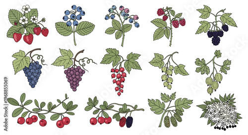 This vibrant collection of hand-drawn illustrations features delicious berries and fruits on their branches, including strawberries, blueberries, raspberries, blackberries, grapes, and cherries.