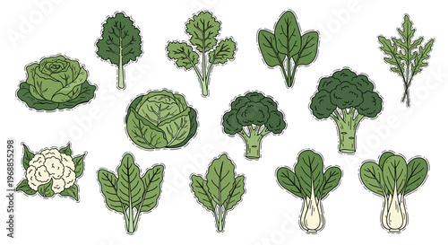 This vibrant hand-drawn collection of leafy greens and brassicas features lettuce, kale, cabbage, broccoli, cauliflower, spinach, and bok choy.