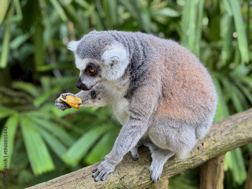 Naklejka premium A ring tailed lemur perched on a wooden branch while feeding in a lush environment