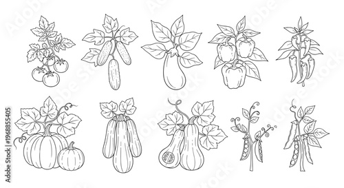 A comprehensive hand-drawn line art collection illustrates various garden vegetables growing on their vines and stalks, highlighting organic farming.