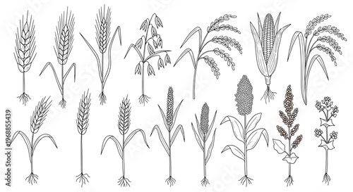 A comprehensive hand-drawn line art collection illustrates various cereal grains and their plants, including wheat, barley, corn, rice, millet, and oats.