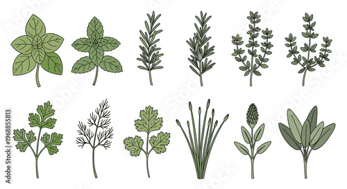 A detailed botanical collection of various fresh culinary herbs like basil, rosemary, parsley, dill, chives, and sage.
