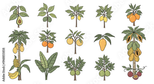 A diverse collection of illustrated fruit trees showcasing various tropical and common fruits including avocado, lemon, orange, papaya, banana, and apple.
