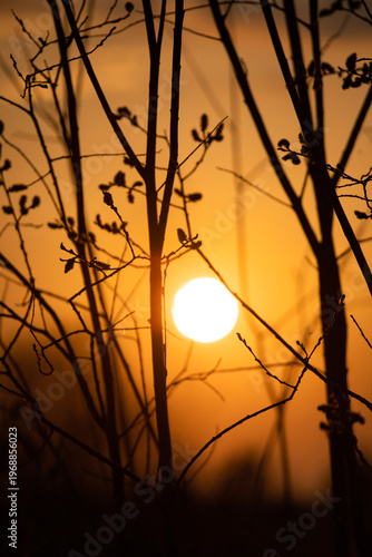 Sunset. Round sun. Solar circle. Bright ball. Shadow of branches on the background of the sun. Framing the sun. Silhouette of a tree at sunset. 