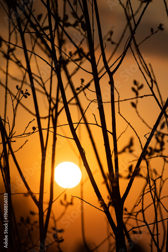 Sunset. Round sun. Solar circle. Bright ball. Shadow of branches on the background of the sun. Framing the sun. Silhouette of a tree at sunset. 