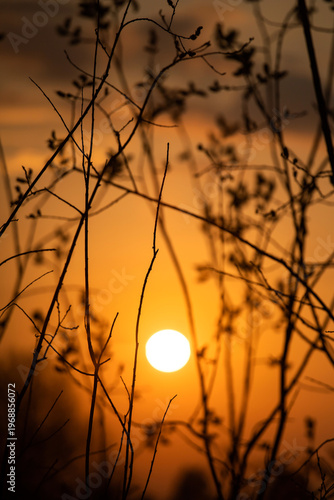Sunset. Round sun. Solar circle. Bright ball. Shadow of branches on the background of the sun. Framing the sun