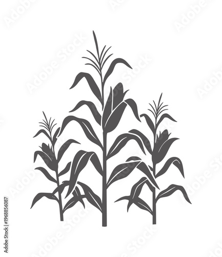 Dark gray silhouette of corn stalks with ears of corn maize leaves
