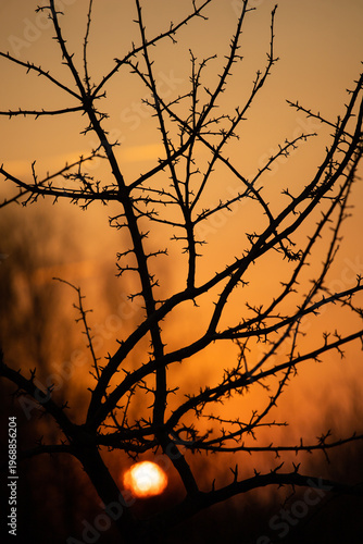 Sunset. Round sun. Solar circle. Bright ball. Shadow of branches on the background of the sun. Framing the sun