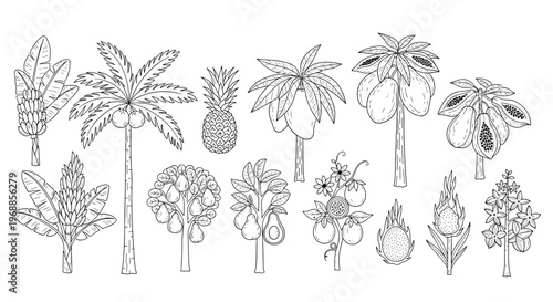 A comprehensive hand-drawn collection of diverse tropical fruit trees and plants, featuring iconic species like the coconut palm, banana, pineapple, and papaya.
