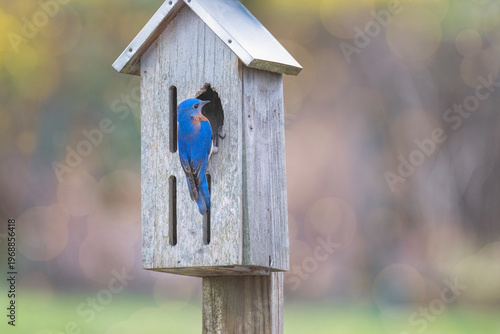 Male Bluebird Checks Out His New Birdhouse