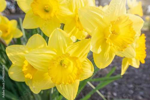 Closeup of Bright Yellow Double Daffodils in Full Bloom