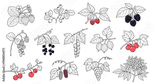 An intricate hand-drawn collection illustrating a beautiful assortment of popular berries and small fruits, including strawberries, grapes, blackberries, and currants.