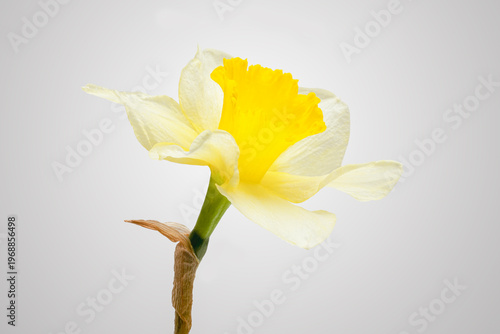 Single Daffodil on a White Background Closeup