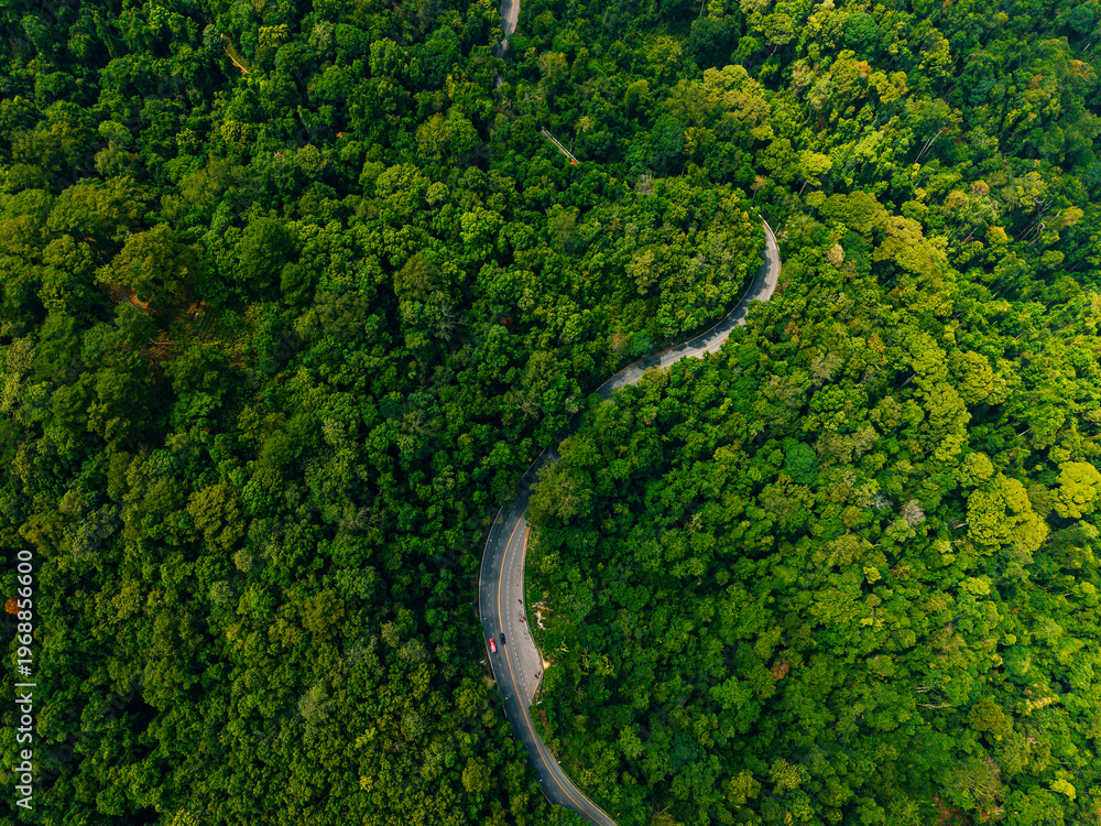 Naklejka premium Curving road winding through dense forest canopy from above