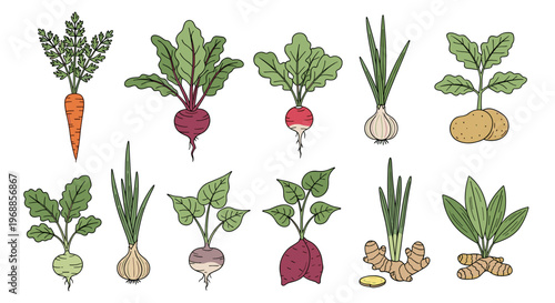 A vibrant colored illustration presenting a diverse array of fresh root vegetables and distinct culinary herbs, including carrots, beets, radishes, onions, and ginger.