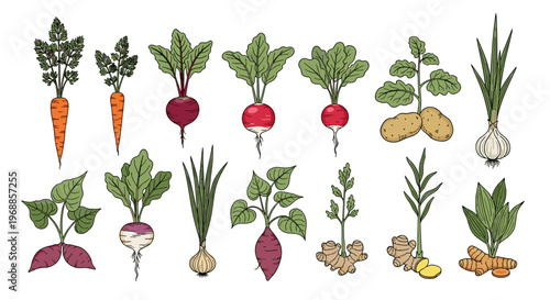 An illustrative collection of various wholesome root vegetables and underground crops, presented in a charming hand-drawn style with gentle colors.