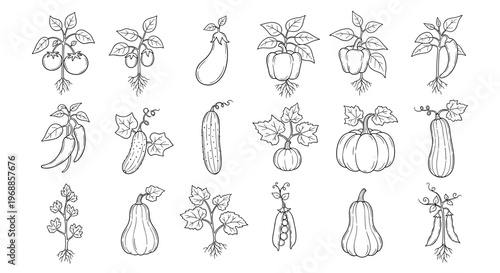 A detailed monochrome collection of hand-drawn vegetable outlines, featuring tomatoes, eggplants, bell peppers, chili peppers, cucumbers, pumpkins, and various squash varieties.