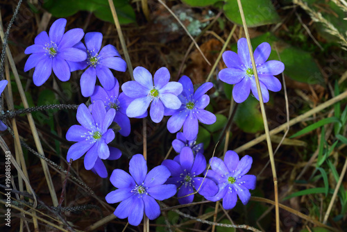 The first spring blue flowers of hepatica nobilis on the edge of the forest