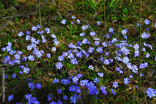 The first spring blue flowers of hepatica nobilis on the edge of the forest