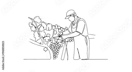 Man working in a vineyard with grapes. One line drawing vector illustration. Viticulture and spring farming concept