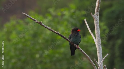 Oriental dollarbird perched among tree branches at morning.