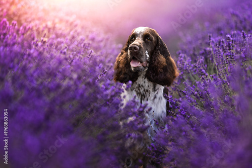 Obraz na płótnie springer spaniel dog in lavender fields