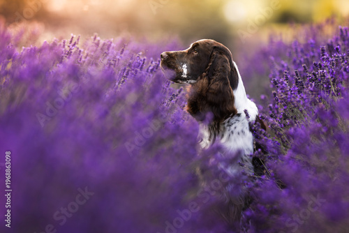 Obraz na płótnie springer spaniel dog in lavender fields