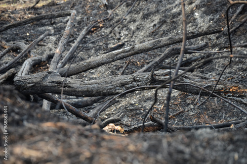Charred fallen tree trunk in a forest after a wildfire.