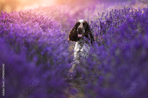 Obraz na płótnie springer spaniel dog in lavender fields