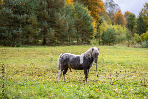 Majestic pony stands gracefully in a lush green meadow on a crisp autumn day surrounded by vibrant foliage