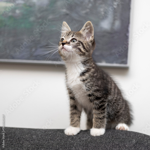 Curious kitten gazes upward with wonder in a cozy indoor setting during a calm afternoon